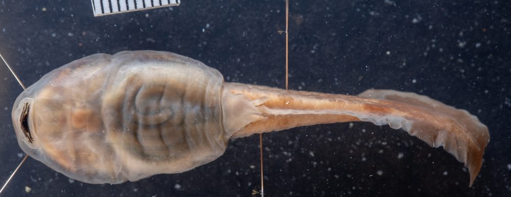 Telmatobius arequipensis