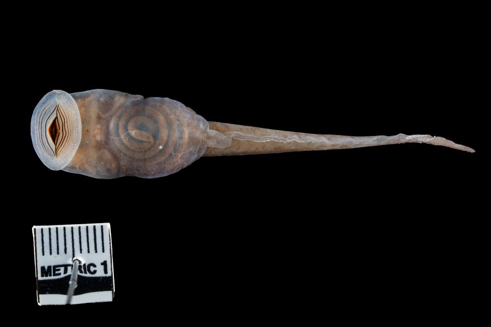 Telmatobius atahualpai