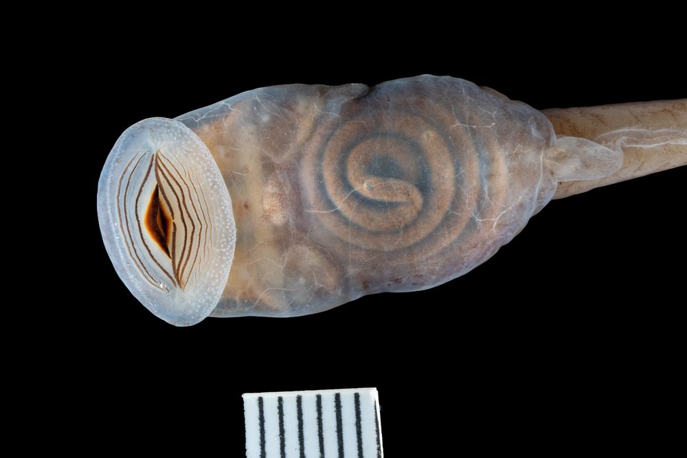 Telmatobius atahualpai