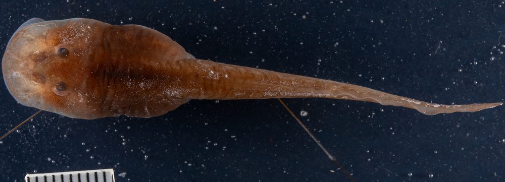Telmatobius atahualpai