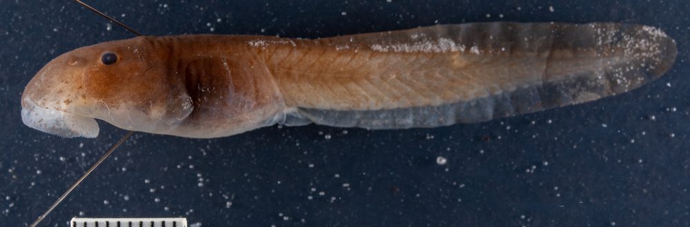 Telmatobius atahualpai