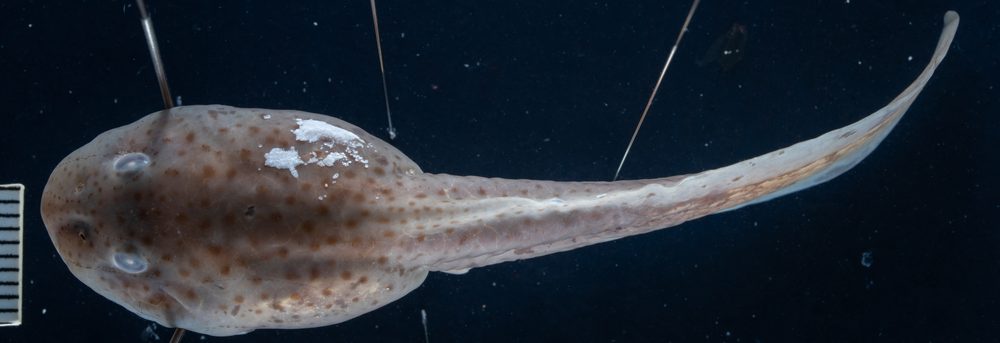 Telmatobius culeus