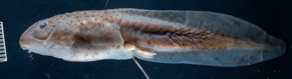 Telmatobius culeus