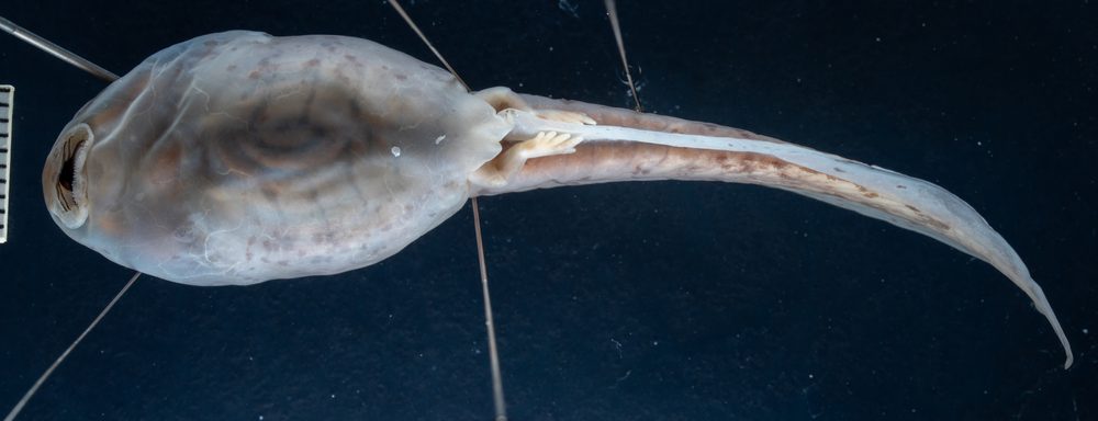 Telmatobius culeus