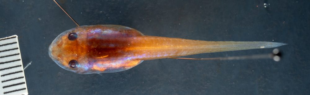 Tepuihyla edelcae
