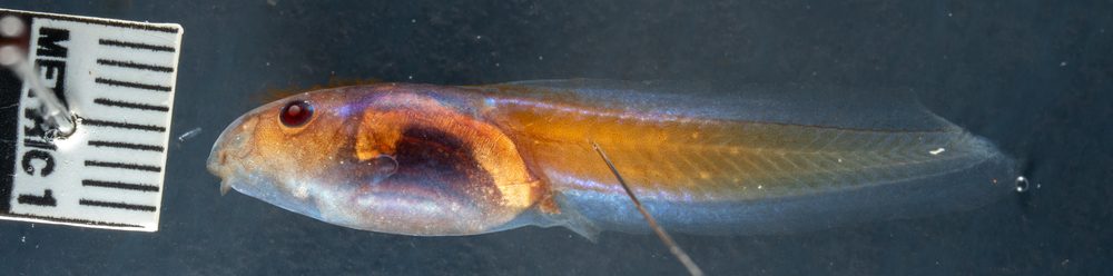 Tepuihyla edelcae