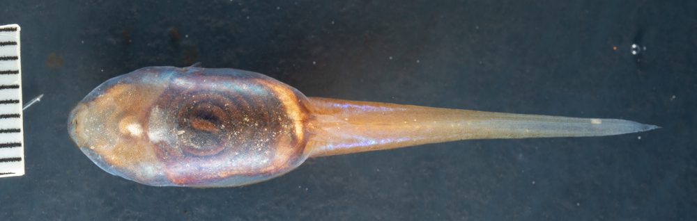 Tepuihyla edelcae
