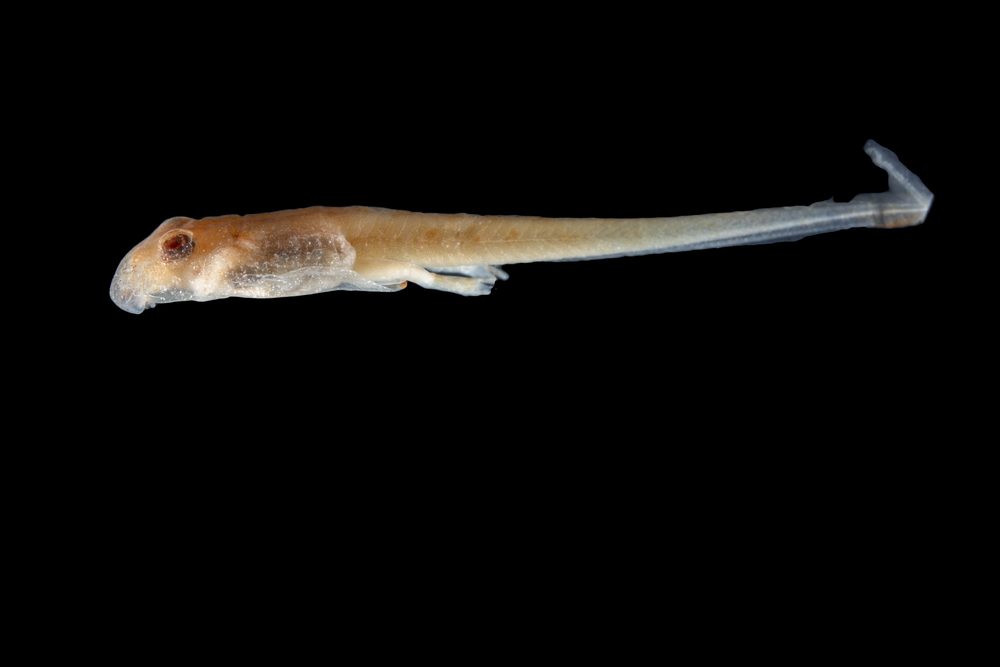 Thoropa petropolitana