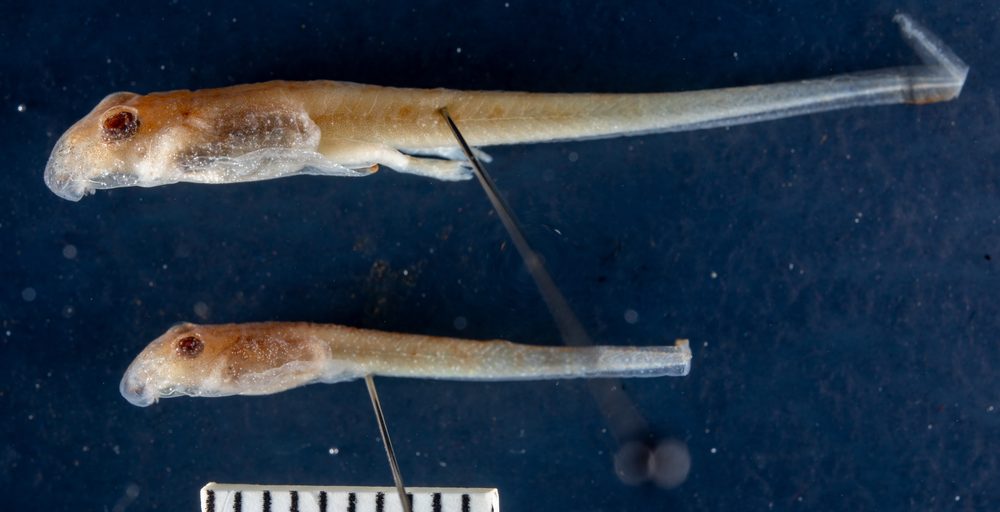 Thoropa petropolitana