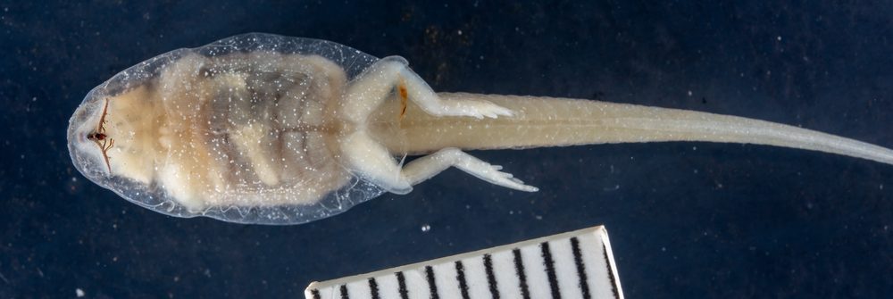Thoropa petropolitana
