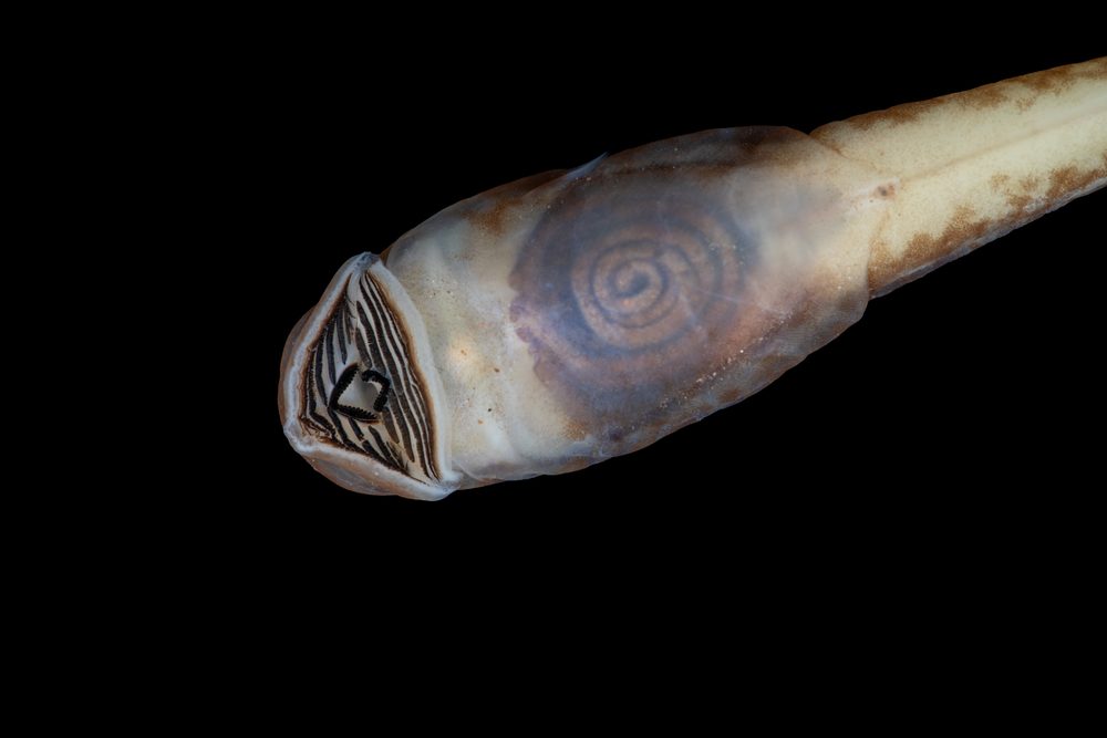 Trichobatrachus robustus