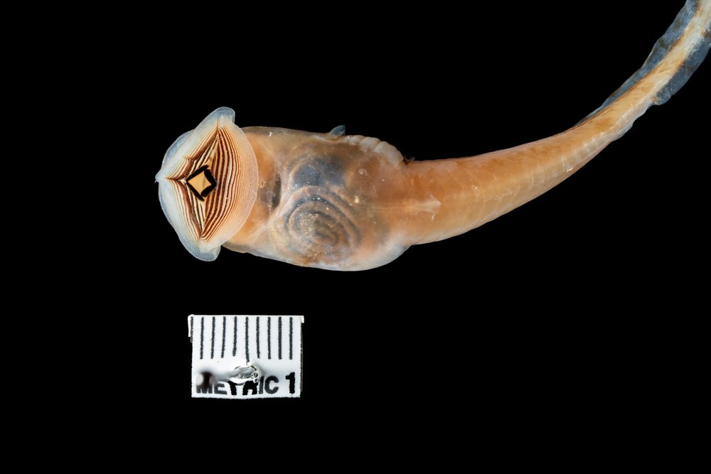 Trichobatrachus robustus