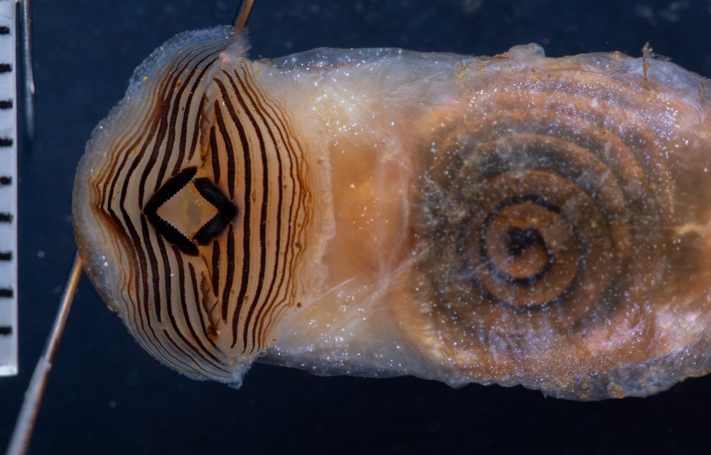 Trichobatrachus robustus