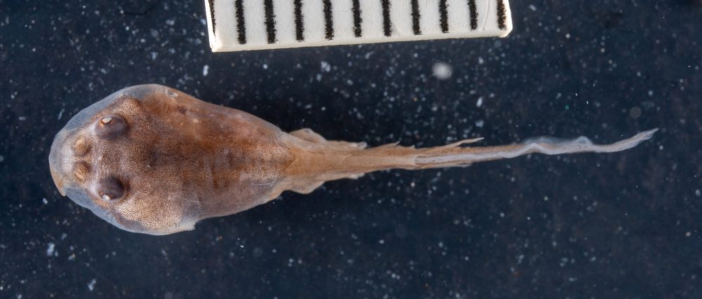 Vandijkophrynus amatolicus