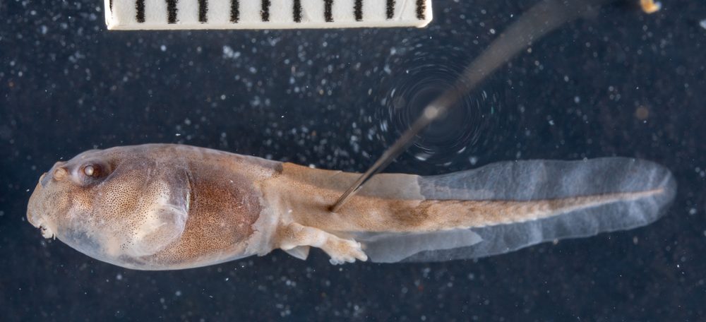 Vandijkophrynus amatolicus