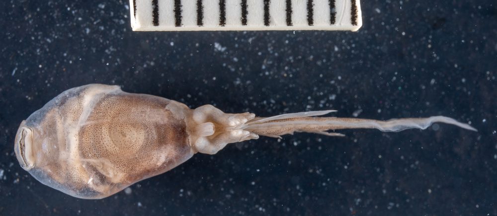Vandijkophrynus amatolicus
