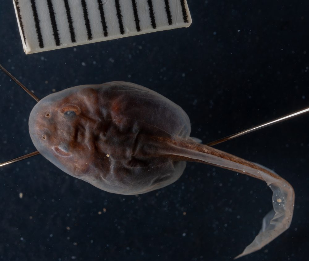 Vandijkophrynus angusticeps