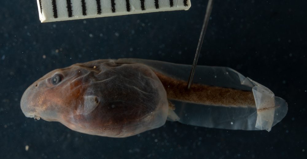 Vandijkophrynus angusticeps