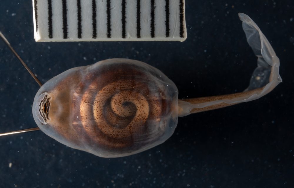 Vandijkophrynus angusticeps