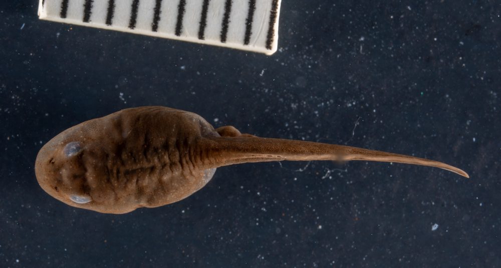 Vandijkophrynus gariepensis
