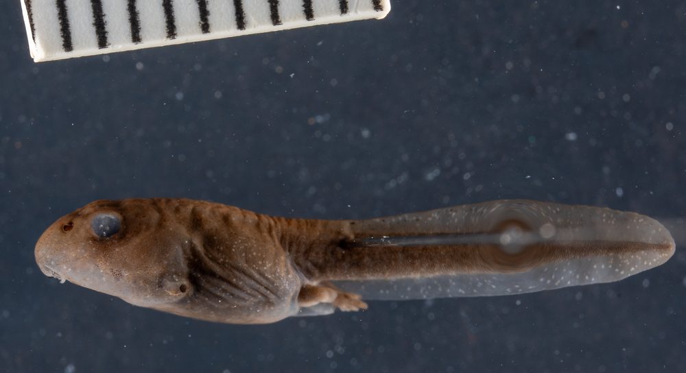 Vandijkophrynus gariepensis