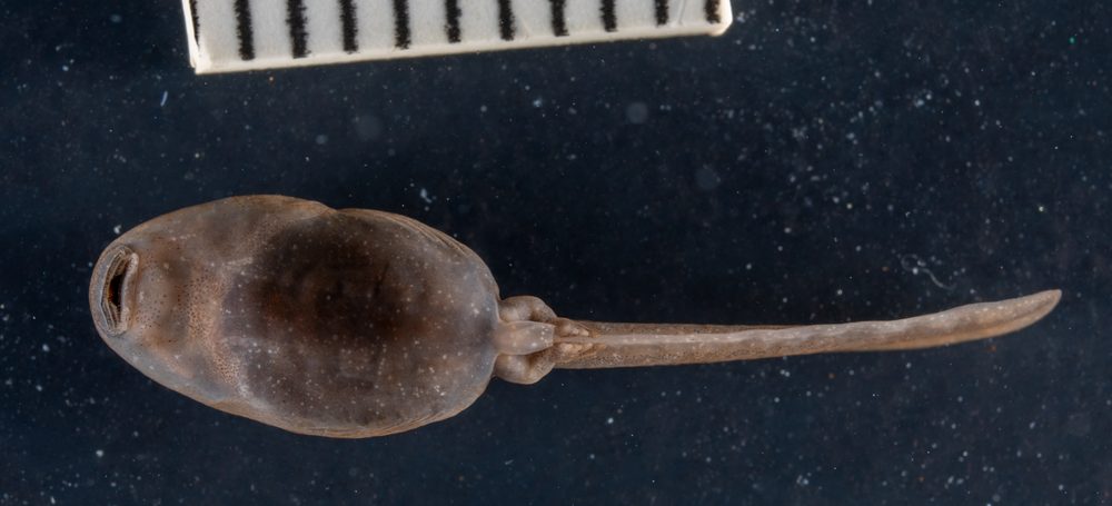 Vandijkophrynus gariepensis