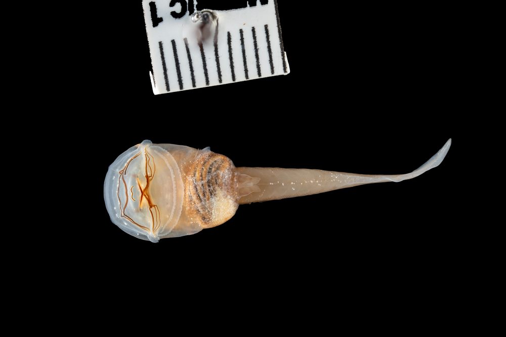 Werneria bambutensis
