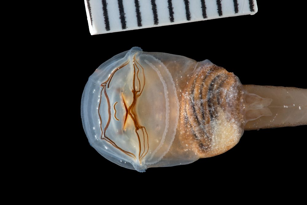 Werneria bambutensis