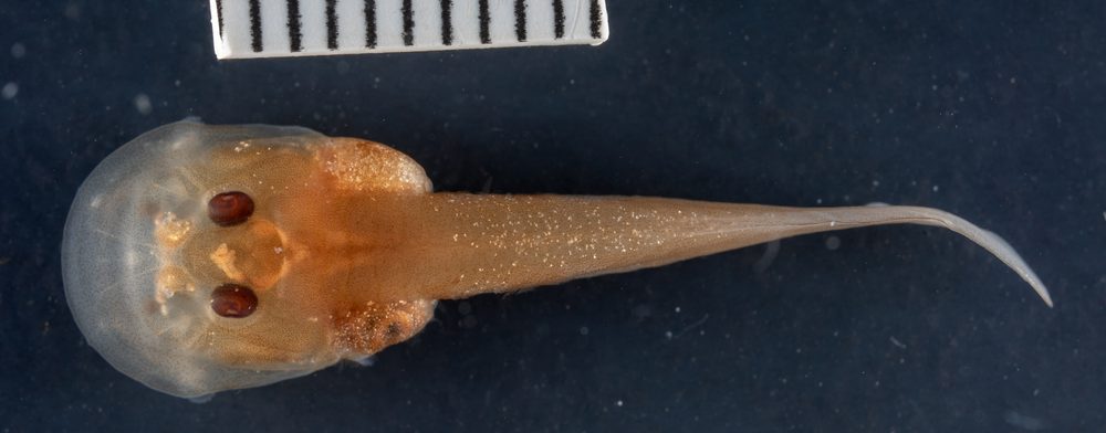 Werneria bambutensis