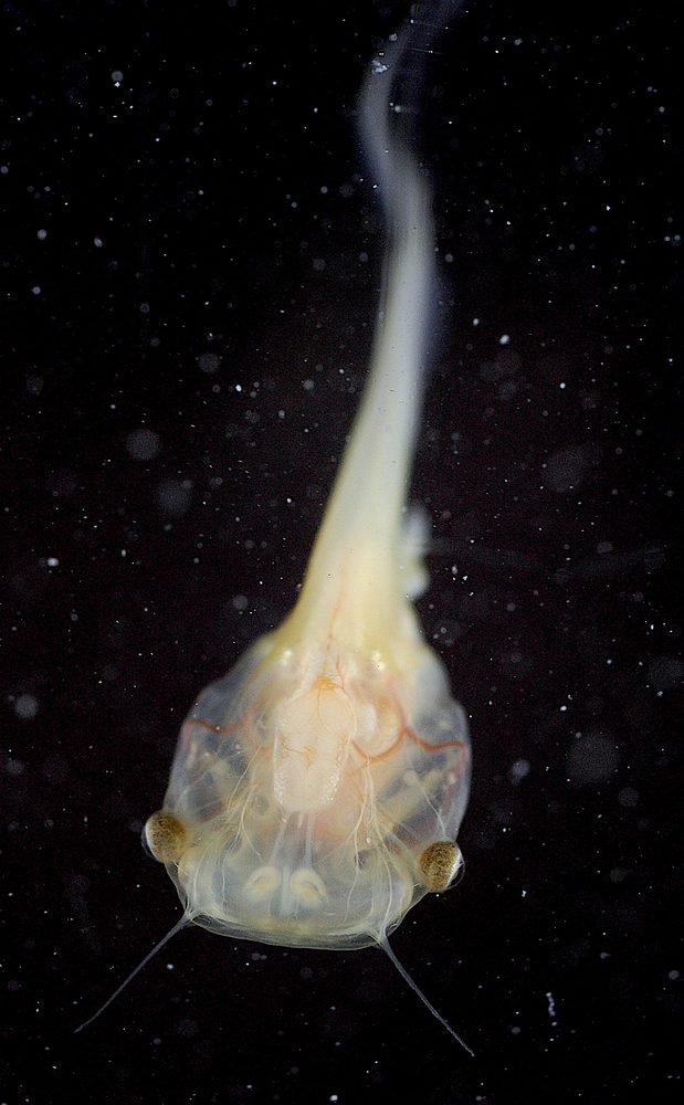 Xenopus laevis