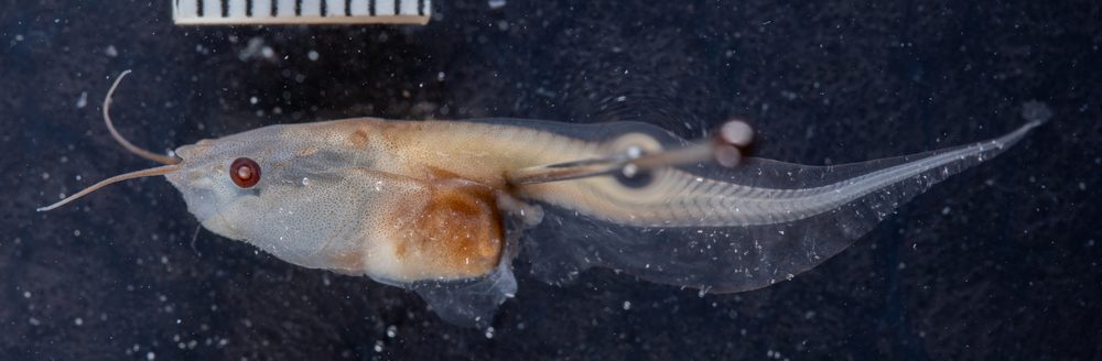 Xenopus tropicalis
