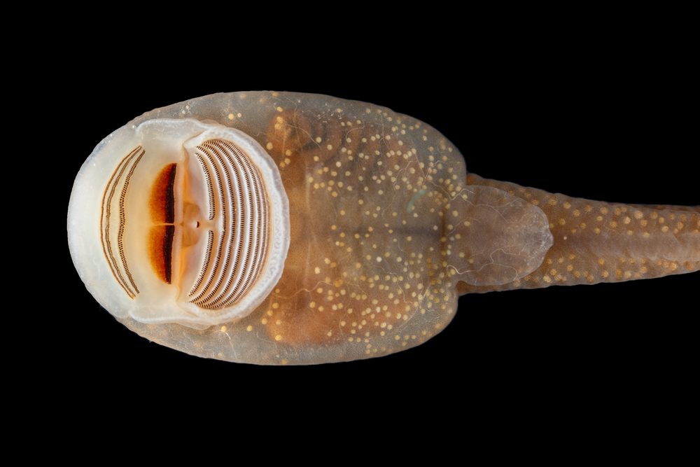 Ascaphus
