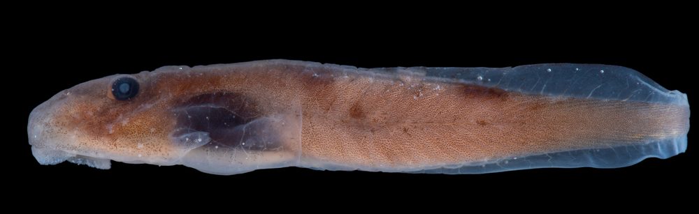Hadromophryne natalensis