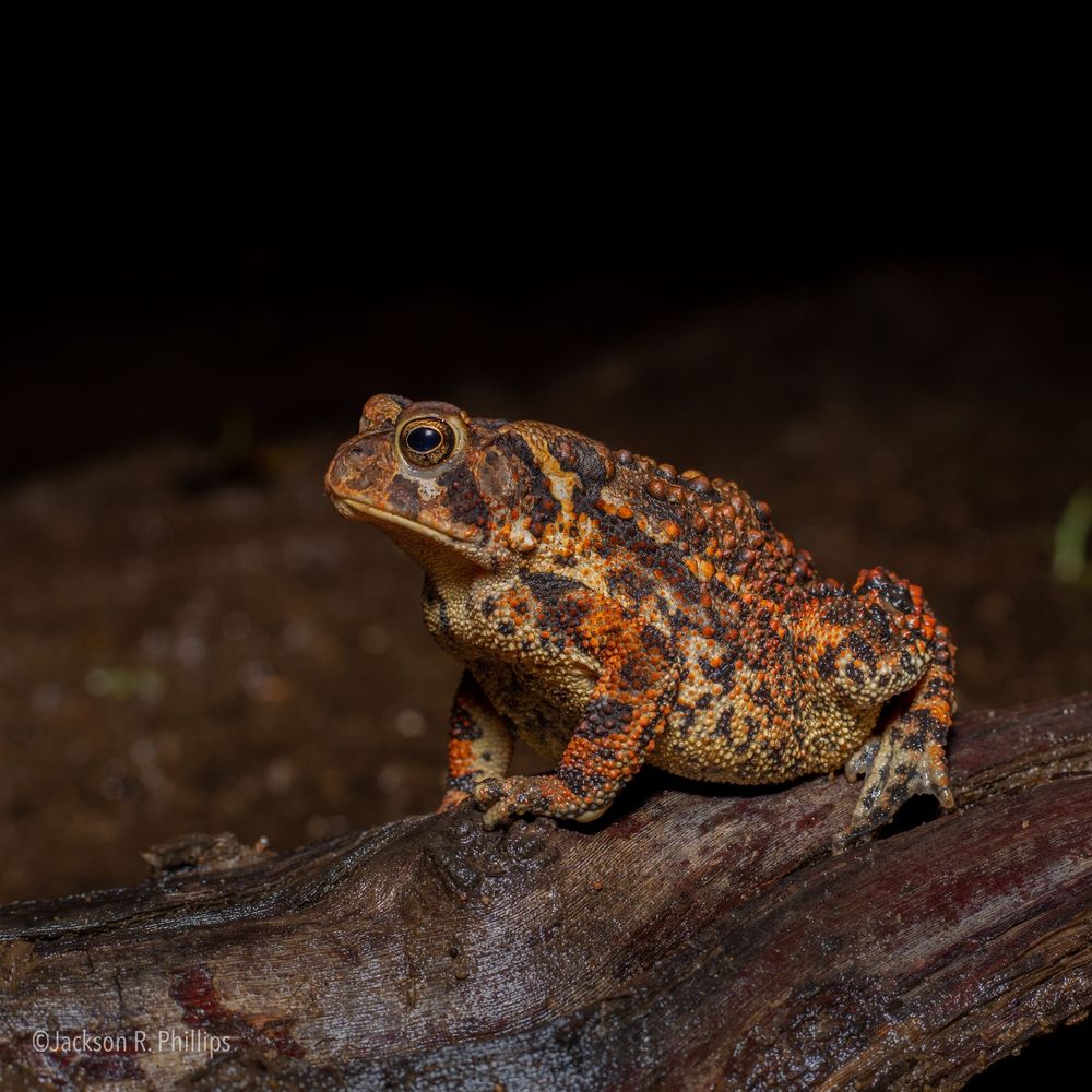 Anaxyrus americanus, CT 2020