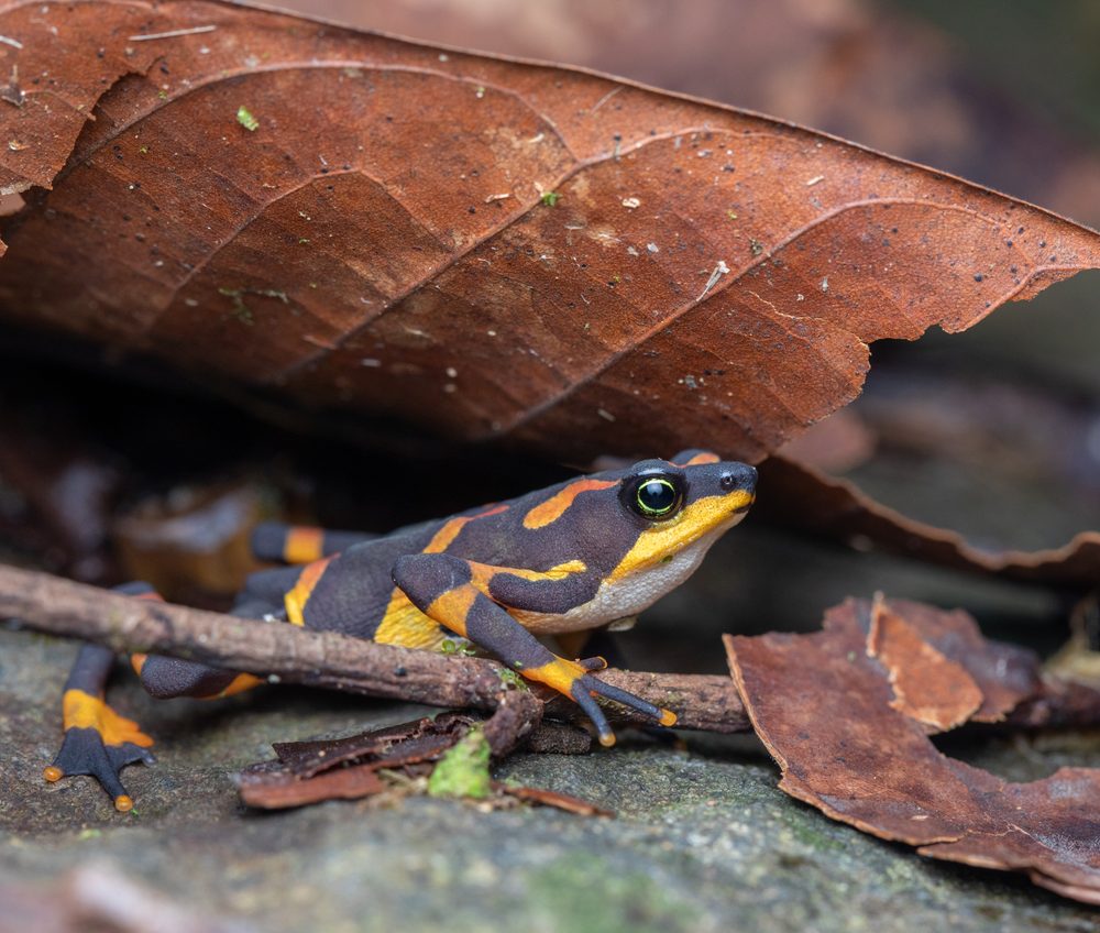 Atelopus varius, Orko Bata CR