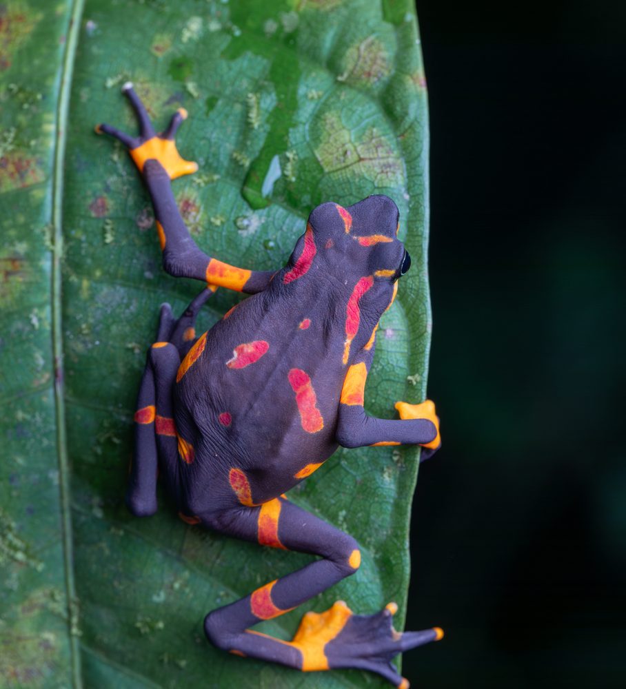 Atelopus varius, Orko Bata CR