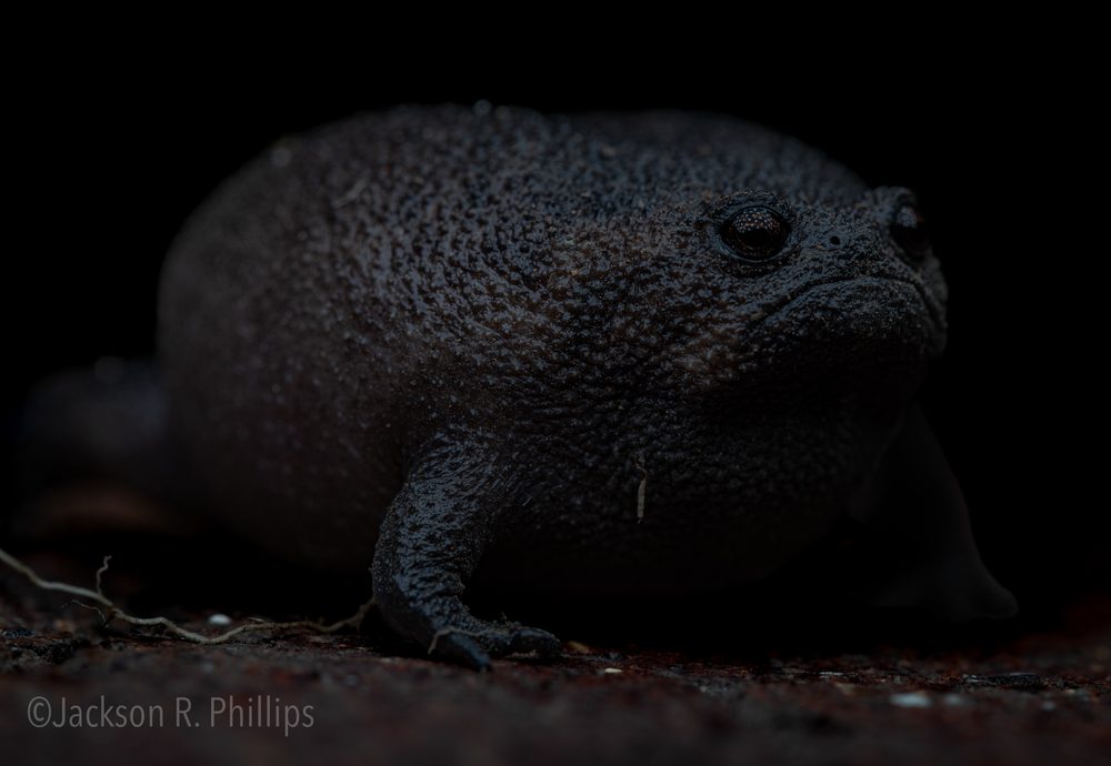 Breviceps fuscus, Eastern Cape, South Africa 2022