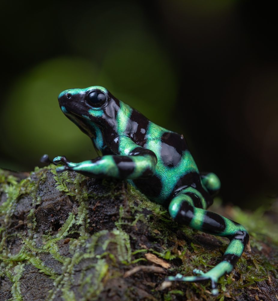 Dendrobates aureus, Orko Bata CR