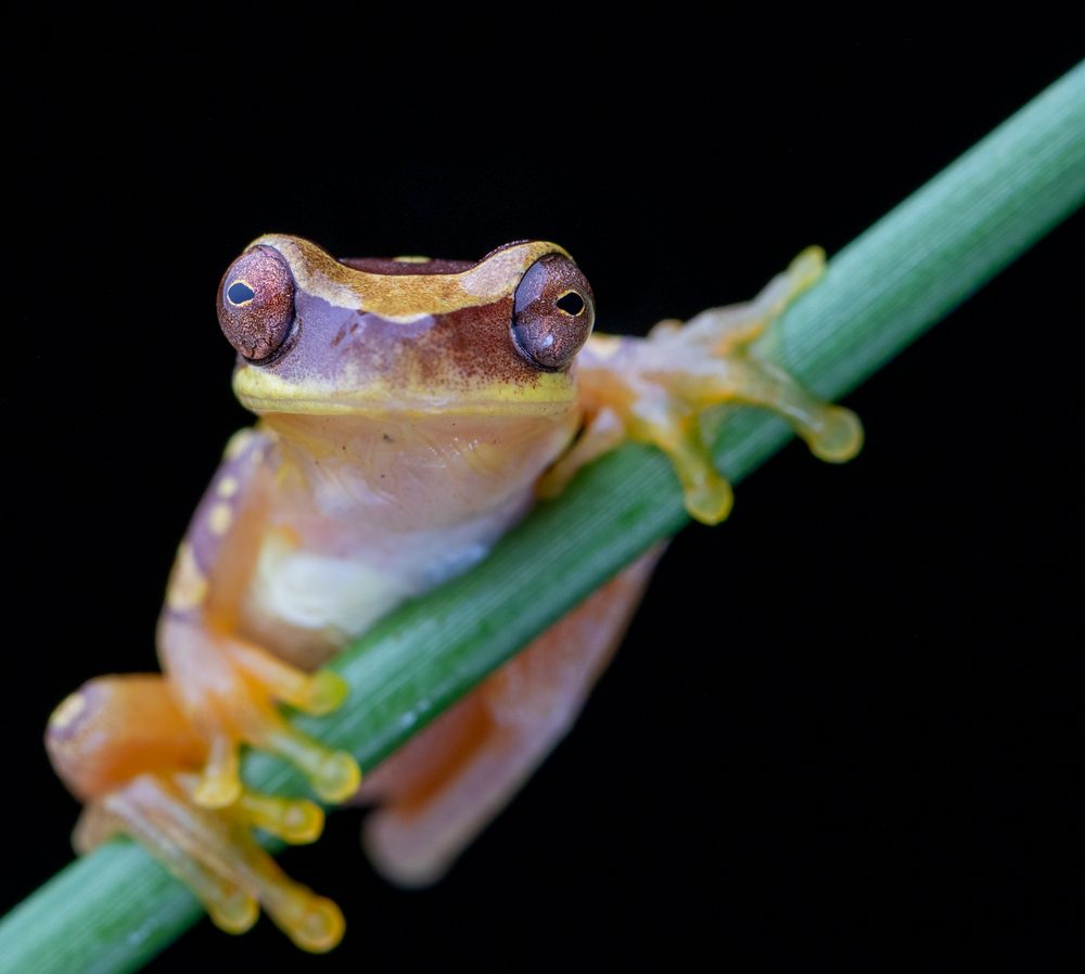 Dendropsophus ebraccatus, Sierpe CR