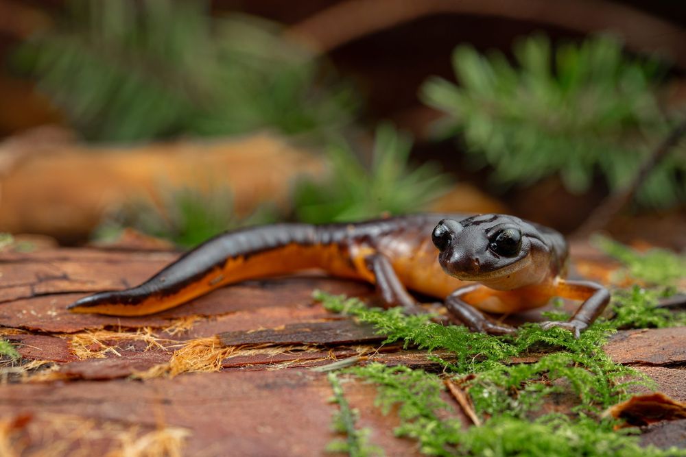 Ensatina eschscholtzii, oregonensis CA 2024