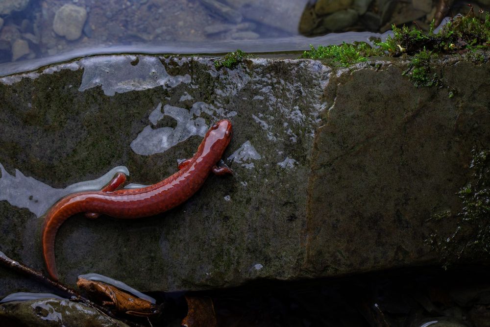 Gyrinophilus porphyriticus, Ithaca 2025