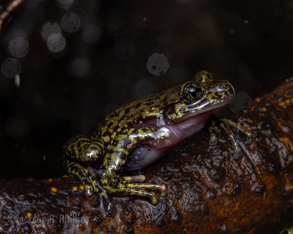 Hadromophryne natalensis, LIMP 2023