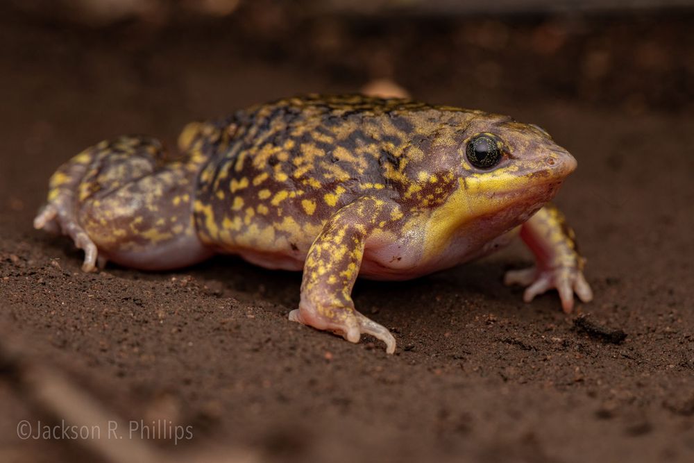Hemisus marmoratus, LIMP 2023