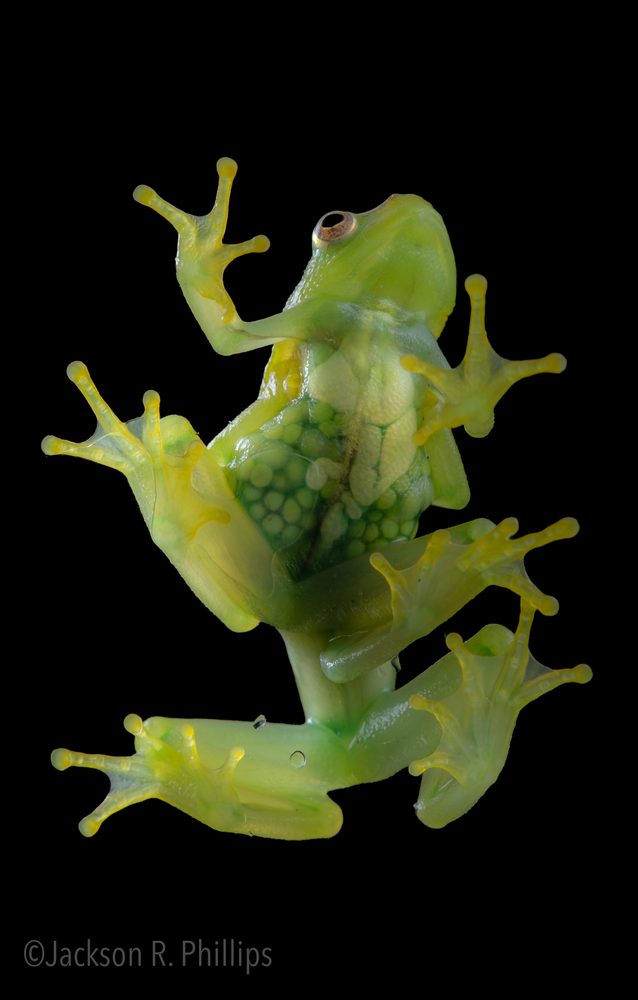 Hyperolius pusillus, Eastern Cape South Africa 2022