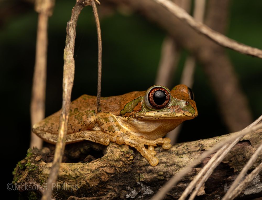 Leptopelis natalensis, KZN 2022