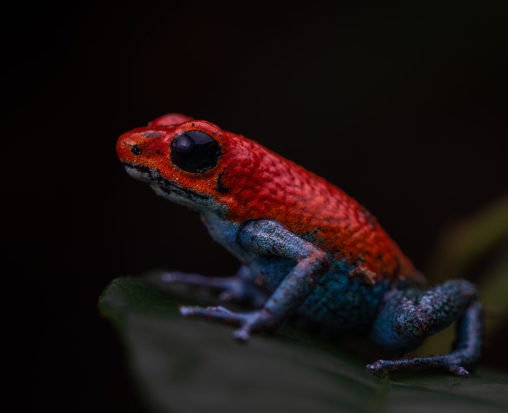 Oophaga granulifera, Sierpe CR