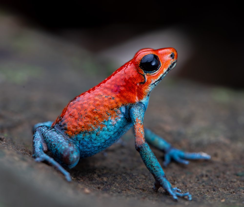 Oophaga granulifera, Sierpe CR