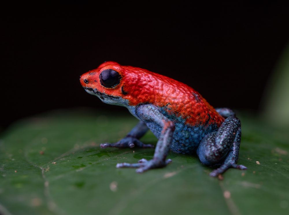 Oophaga granulifera, Sierpe CR