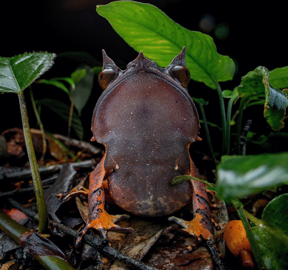 Pelobatrachus nasutus, Sabah Malaysia 2024