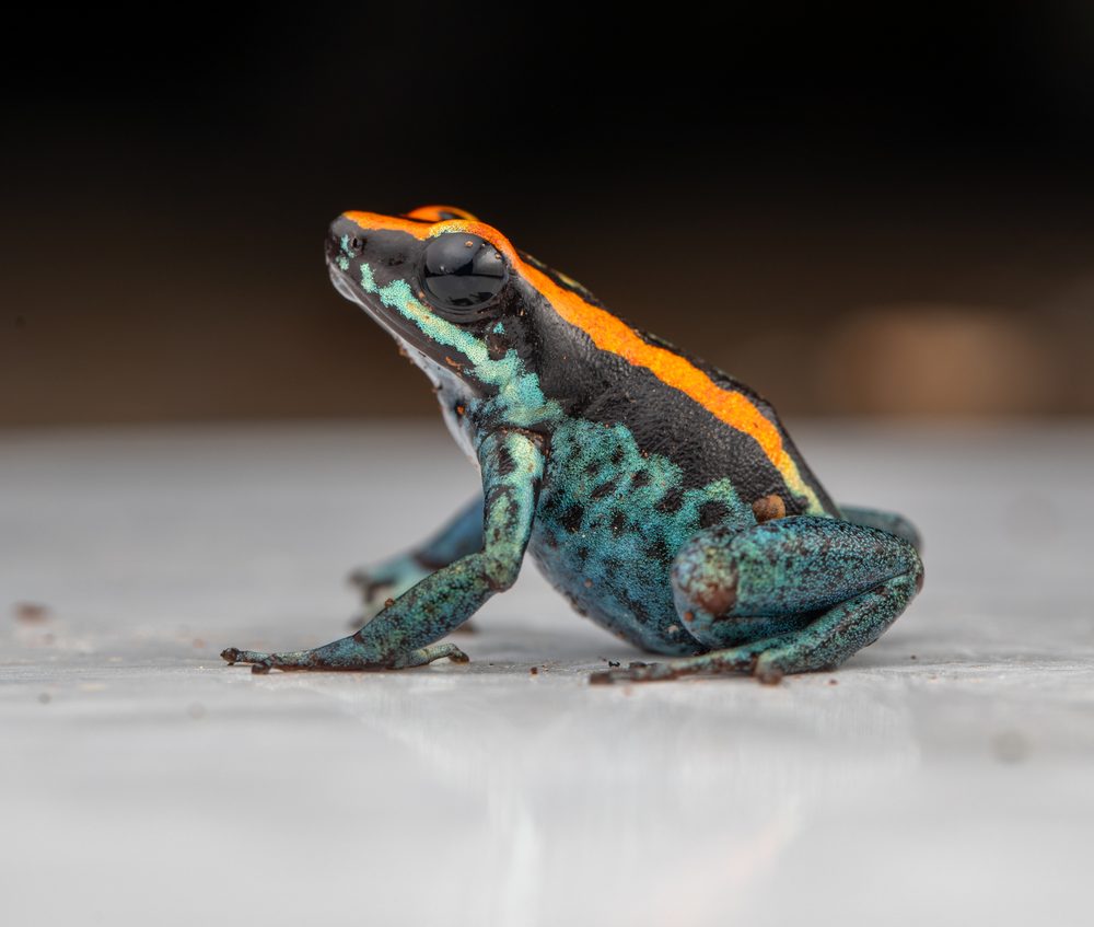 Phyllobates vittatus, Sierpe CR